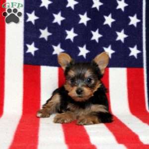 Daphne, Yorkie Puppy